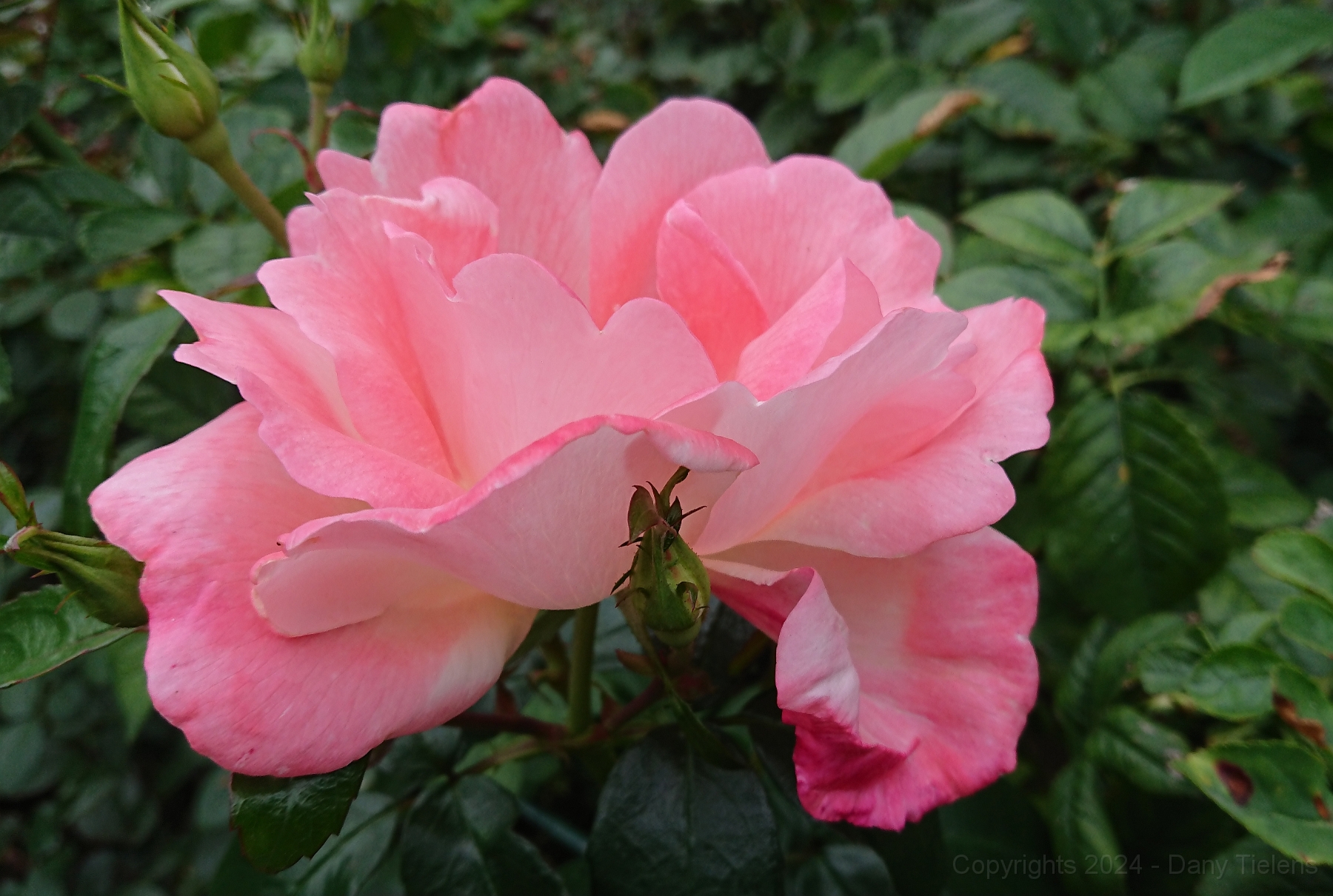 Rosa - Roseromantic 2018 - 03.jpg